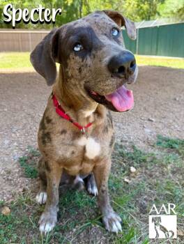 Specter -  Catahoula Leopard Dog and Weimaraner Dog for Adoption in Magnolia, Texas - Specter | PetCurious