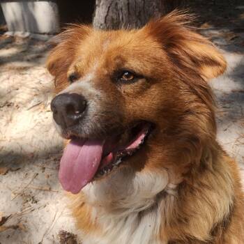 Rescue Chow Chow Dogs for Adoption in Benson, North Carolina - Teddy | PetCurious