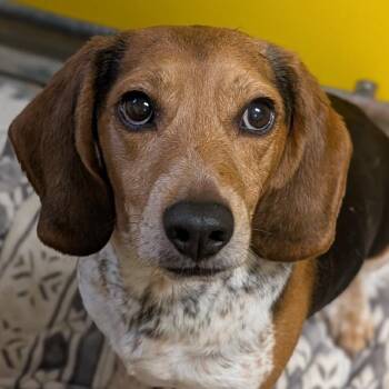 Sir Thomas -  Beagle Dog for Adoption in Eaton, Ohio - Sir Thomas | PetCurious