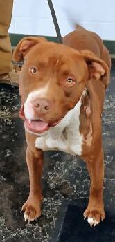 Rescue Mixed Breed Dogs for Adoption in Cincinnati, Ohio - Big Boy | PetCurious