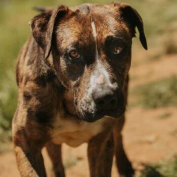 Boone -  Catahoula Leopard Dog and Mixed Breed Dog for Adoption in Portland, Oregon - Boone | PetCurious