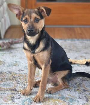 Shepherd Dogs Available for Adoption in Berlin, New Jersey - Milo | PetCurious
