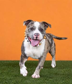 CHURCH -  American Bulldog Dog for Adoption in Doral, Florida - CHURCH | PetCurious