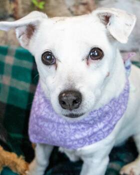 Rescue Jack Russell Terrier Dogs for Adoption in Kennesaw, Georgia - Jayne | PetCurious