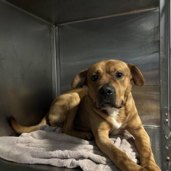 Buddy -  Boxer Dog for Adoption in Greensboro, North Carolina - Buddy | PetCurious