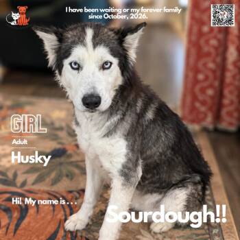 Sourdough -  Husky Dog for Adoption in Westminster, California - Sourdough | PetCurious
