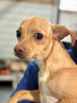 Chihuahua Dogs Available for Adoption - Ava | PetCurious