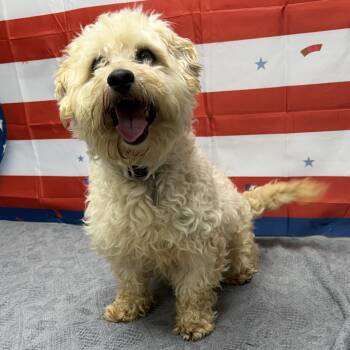 Lyle -  Maltese Dog for Adoption in Urbana, Ohio - Lyle | PetCurious