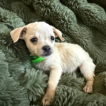 Spirit -  Chihuahua and Mixed Breed Dog for Adoption in Sacramento, California - Spirit | PetCurious