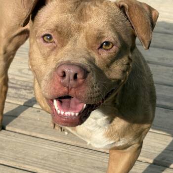 Trey -  Pit Bull Terrier Dog for Adoption in Eaton Rapids, Michigan - Trey | PetCurious