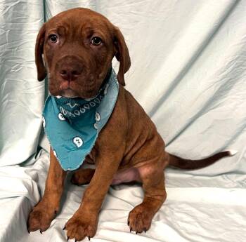 Mixed Breed Dogs Available for Adoption - Leonardo | PetCurious