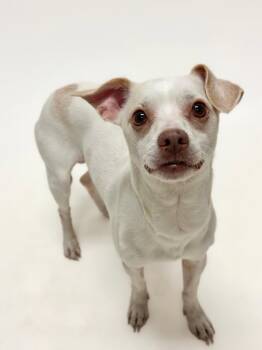 Rescue Chihuahua Dogs for Adoption in Hayward, California - CHANCE | PetCurious