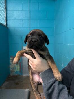 Hound and Australian Shepherd Dogs Available for Adoption - Aurora | PetCurious