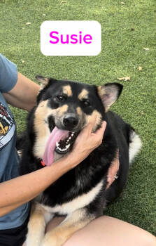 Rescue German Shepherd Dog Dogs for Adoption in Dallas, Texas - Susie Aka Cheeto (CP) | PetCurious