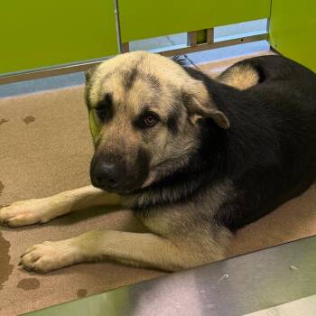 German Shepherd Dog and Great Pyrenees Dogs Available for Adoption - LC-Scrooge | PetCurious