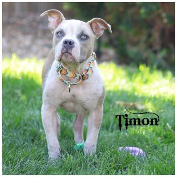 Timon -  Terrier Dog for Adoption in Sioux Falls, South Dakota - Timon | PetCurious