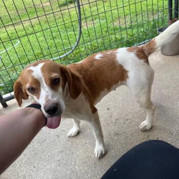 Miracle -  Beagle Dog for Adoption in Blairsville, Georgia - Miracle | PetCurious
