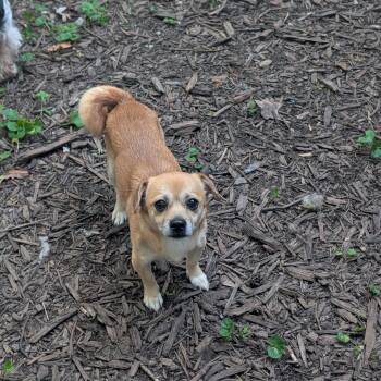 Dunkin -  Pug and Chihuahua Dog for Adoption in Richmond, Virginia - Dunkin | PetCurious