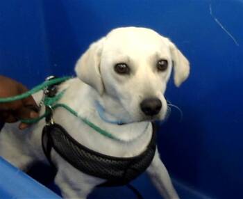 Rescue Mixed Breed Dogs for Adoption in Dallas, Texas - PRESTON | PetCurious