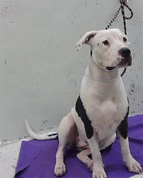 MARISA -  Staffordshire Bull Terrier and Mixed Breed Dog for Adoption in Houston, Texas - MARISA | PetCurious