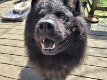 Chow Chow Dogs Available for Adoption - VITO | PetCurious