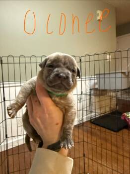 Labrador Retriever Dogs Available for Adoption - Oconee | PetCurious