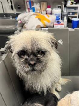 Brussels Griffon Dogs Available for Adoption in Ontario, California - CABRONA | PetCurious