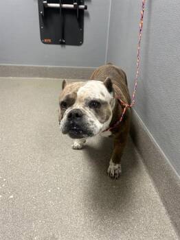 English Bulldog Dogs Available for Adoption in Las Vegas, Nevada - CINDY | PetCurious