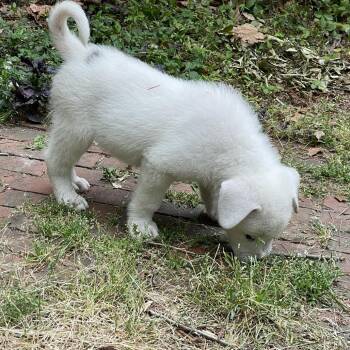 Mixed Breed Dogs Available for Adoption in Raleigh, North Carolina - Jefferson | PetCurious