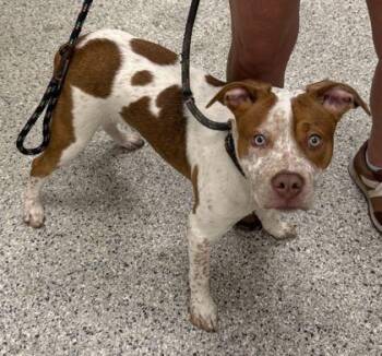 Freckles -  Pit Bull Terrier and Mixed Breed Dog for Adoption in Kansas City, Missouri - Freckles | PetCurious