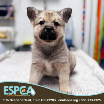 Mixed Breed Dogs Available for Adoption - Ginseng Root | PetCurious