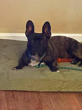 E.A. Poe KY -  Boston Terrier Dog for Adoption in Maryville, Tennessee - E.A. Poe KY | PetCurious