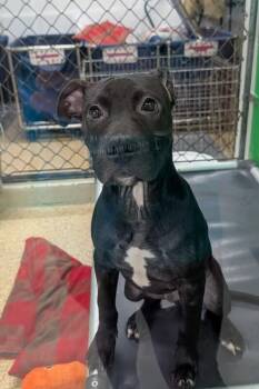 Donut -  Mixed Breed Dog for Adoption in Cincinnati, Ohio - Donut | PetCurious