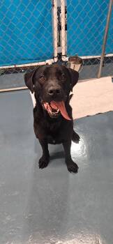Black Labrador Retriever Dogs Available for Adoption in Crystal Lake, Illinois - Tucker | PetCurious