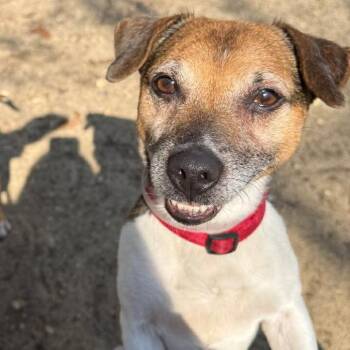 Jack Russell Terrier Dogs Available for Adoption in Hampton Bays, New York - Don | PetCurious