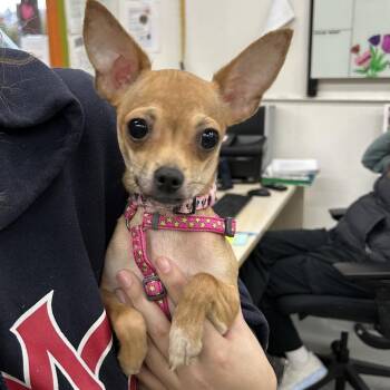 Chihuahua Dogs Available for Adoption - BITSY | PetCurious