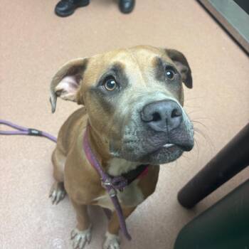 Darla 5653 -  Mixed Breed Dog for Adoption in Columbus, Georgia - Darla 5653 | PetCurious