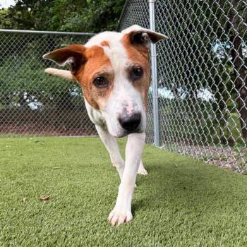 Argos -  American Staffordshire Terrier Dog for Adoption in Bloomfield, New Jersey - Argos | PetCurious