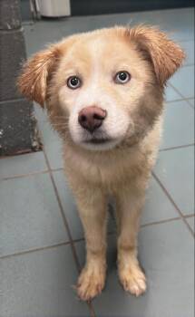 Bingo -  Mixed Breed Dog for Adoption in Nashville, Tennessee - Bingo | PetCurious