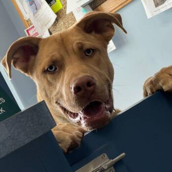 Labrador Retriever Dogs Available for Adoption in Kingman, Arizona - Soul | PetCurious