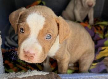 Pit Bull Terrier Dogs Available for Adoption - Indie | PetCurious