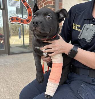 Pit Bull Terrier Dogs Available for Adoption - Eleven | PetCurious