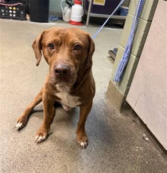 Mixed Breed Dogs Available for Adoption in Jacksonville, Florida - PITA KING | PetCurious