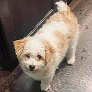 Pomsky and Miniature Poodle Dogs Available for Adoption in Brockport, New York - Pickles | PetCurious