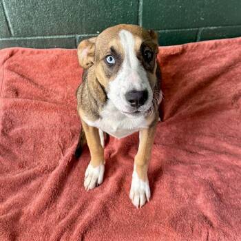 Winky Dink -  Terrier and Black Mouth Cur Dog for Adoption in Carencro, Louisiana - Winky Dink | PetCurious