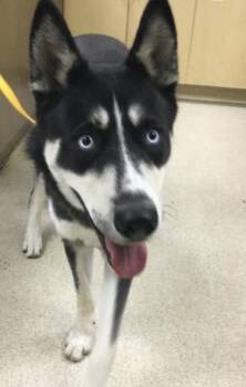 Rescue Siberian Husky Dogs for Adoption in Riverside, California - OSO | PetCurious