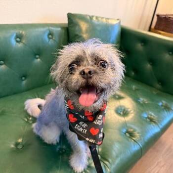Cookie Monster Mr.Worldwide -  Shih Tzu and Pug Dog for Adoption in Friendswood, Texas - Cookie Monster Mr.Worldwide | PetCurious