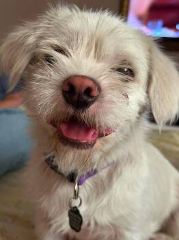 Falcor -  Poodle and Schnauzer Dog for Adoption in Orange, California - Falcor | PetCurious