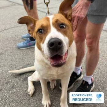 Toffee -  American Staffordshire Terrier Dog for Adoption in Naperville, Illinois - Toffee | PetCurious