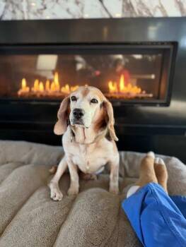 Beagle Dogs Available for Adoption - Old Dog | PetCurious